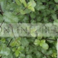 online_plants